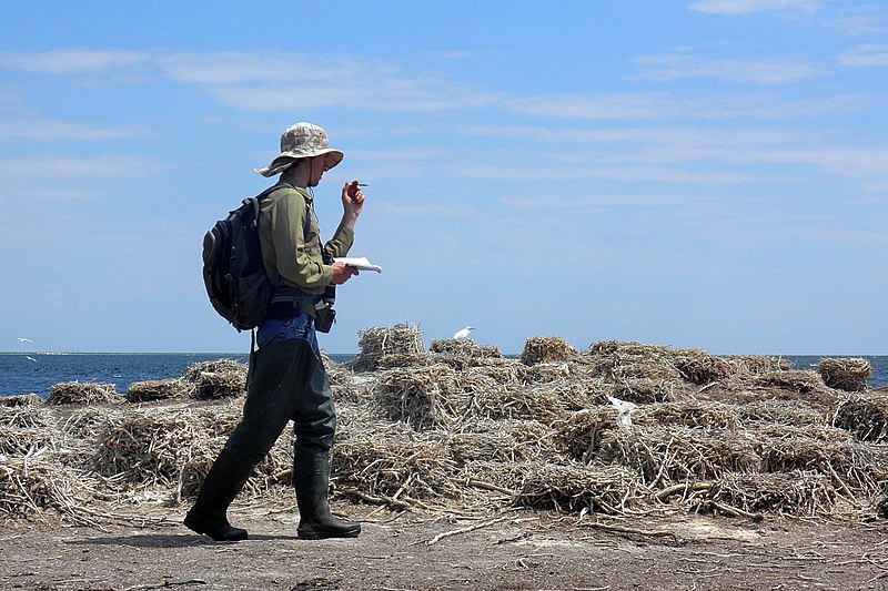 File:The census of the nests in the breeding colony of the Great Cormorant.jpg