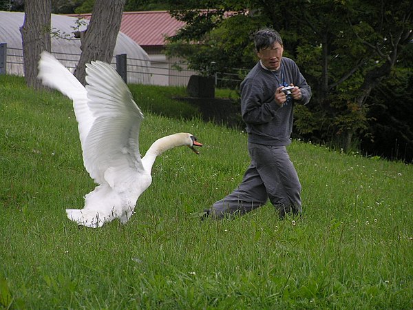 The swan attacks man.Hokkaido-toyako,人を襲う洞爺湖の白鳥P6200258モザイク.jpg