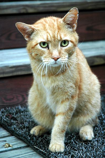 File:Three-Legged Cat Truman 164ae.jpg
