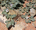 Calico Basin, NV