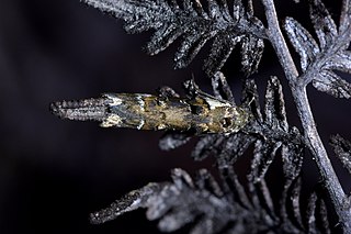 <i>Trachypepla conspicuella</i> Species of moth endemic to New Zealand