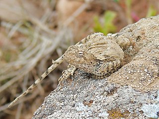 <i>Trapelus ruderatus</i> Species of lizard