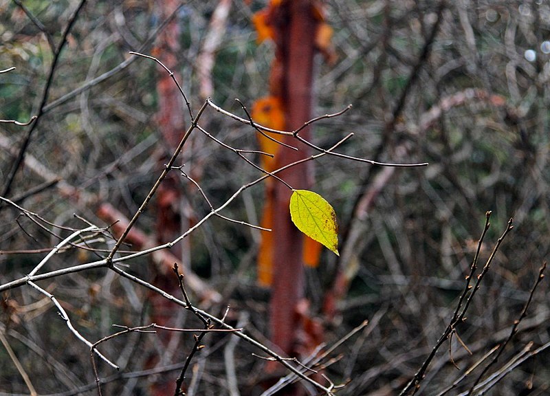 File:Tree bark and leaf - Last to fall...Huanglong Mountain, Sichuan.jpg