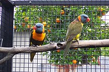 Trichoglossus haematodus rubritorquis -aviary-8a.jpg