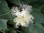 Trichosanthes kirilowii var japonica Frower.jpg