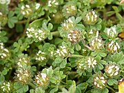   Trifolium cherleri
