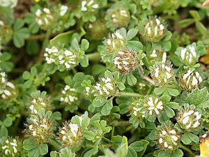 Trifolium cherleri (habitus) .jpg