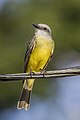* Nomination Tropical kingbird (Tyrannus melancholicus satrapa) --Charlesjsharp 09:50, 15 April 2023 (UTC) * Promotion  Support Good quality. --LexKurochkin 10:17, 15 April 2023 (UTC)