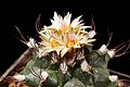 * Nomination Turbinicarpus swobodae in my private collection. --C T Johansson 05:38, 4 September 2015 (UTC) * Promotion Good quality. --Uoaei1 06:11, 4 September 2015 (UTC)