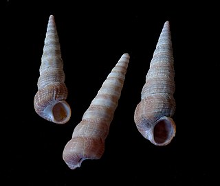<span class="mw-page-title-main">Spire (mollusc)</span> Part of a mollusc shell