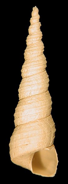 A fossil shell of the marine gastropod Turritella communis. This shell has nine whorls Turritella communis fossiel.jpg