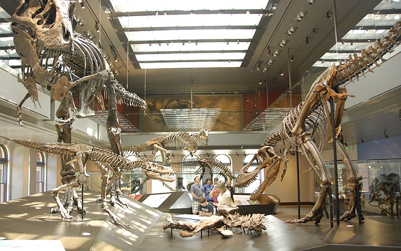 File:Tyrannosaurus Rex Growth Series.jpg