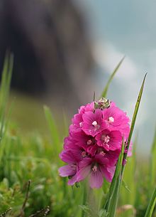 USFWS sidalcea hirsuta1 (23829795345) .jpg