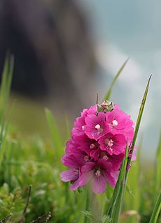 <i>Sidalcea hirsuta</i> Species of flowering plant