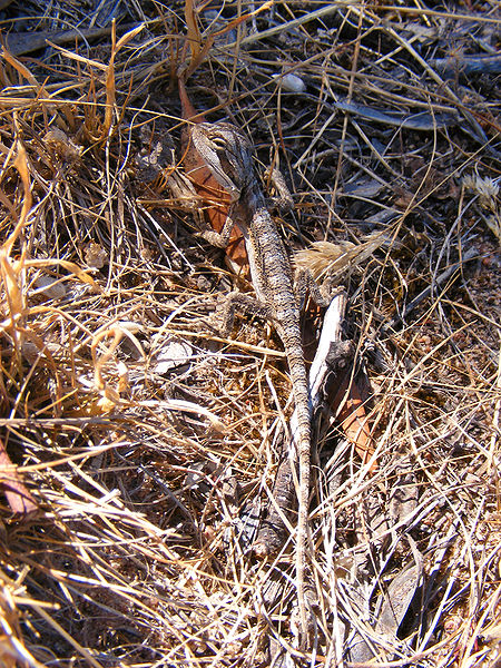 File:Unknown gecko - anstey hill recreation park.jpg