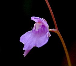 Utricularia amethystina.jpg