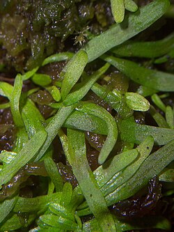 Utricularia uliginosa leaves.jpg