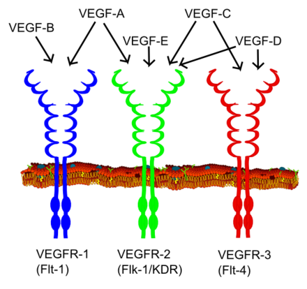 VEGF receptors are a type of enzyme-coupled receptors, specifically tyrosine kinase receptors