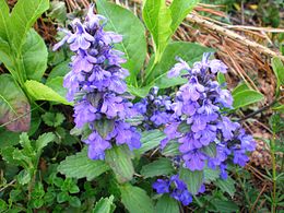 Gauruotoji vaisgina (Ajuga genevensis)