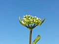 Valerianella locusta sl12.jpg