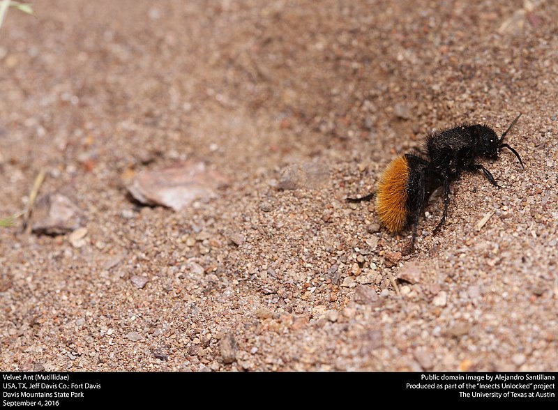 File:Velvet ant, female (Mutillidae) (30080060845).jpg