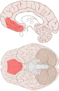 Somatic marker hypothesis