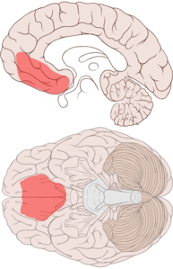 Cortexul prefrontal ventromedial.png