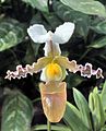 Venusschuh paphiopedilum tranlienianum edit.jpg