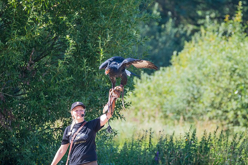 File:Verreaux's Eagle (22017269913).jpg