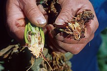 Verticillium wilt.jpg