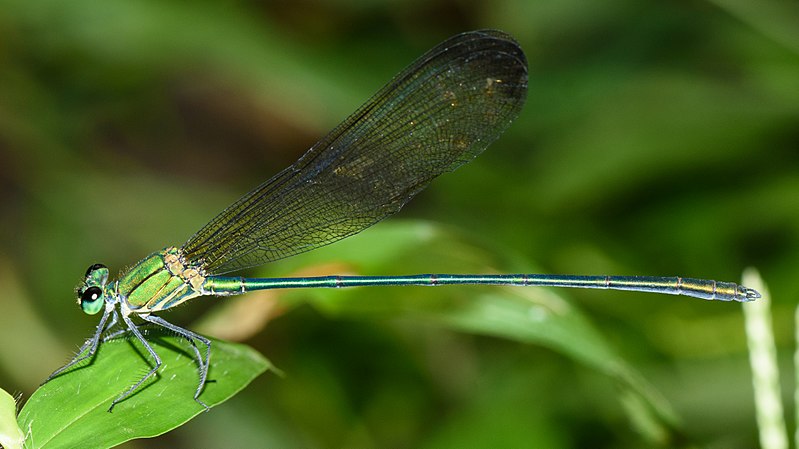 File:Vestalis-apicalis-from-kottayam-kerala-1.jpg