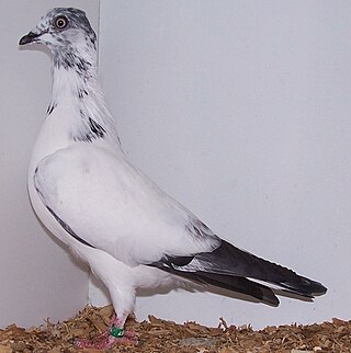 <span class="mw-page-title-main">Flying/Sporting pigeons</span> Group of pigeon breeds