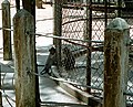 A caged monkey and a free monkey groom each other through a fence at Cu Chi, Vietnam.
