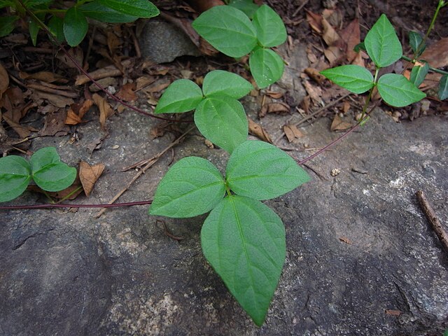 أوراق نبات الأزوكي من نوع Vigna angularis var. nipponensis