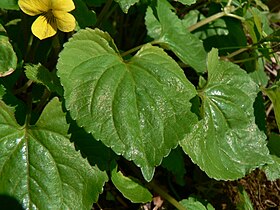 Viola glabella