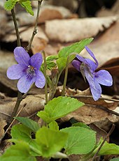 Violets, symbol of Sapphic love. Viola reichenbachiana LC0128.jpg