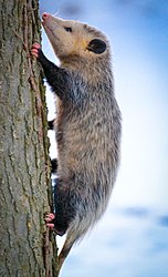 Virginia Opossum (Didelphis virginiana) (16125029514).jpg