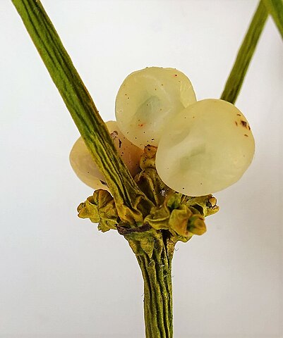 ثمار نبات الهدال (الدبق الأبيض Viscum album)