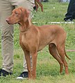 Vizsla, Smooth-haired