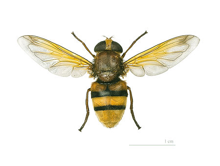 Tập tin:Volucella zonaria MHNT.jpg