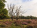 * Nomination Walking the Planken Wambuis from Mossel. Dead trees on heath field. --Famberhorst 16:57, 14 November 2017 (UTC) * Promotion Good quality. --Basotxerri 17:01, 14 November 2017 (UTC)
