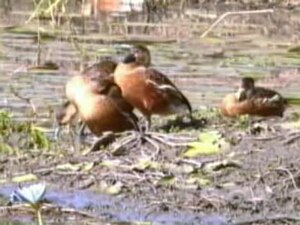 Fayl: Wandering Whistling Duck96.ogv
