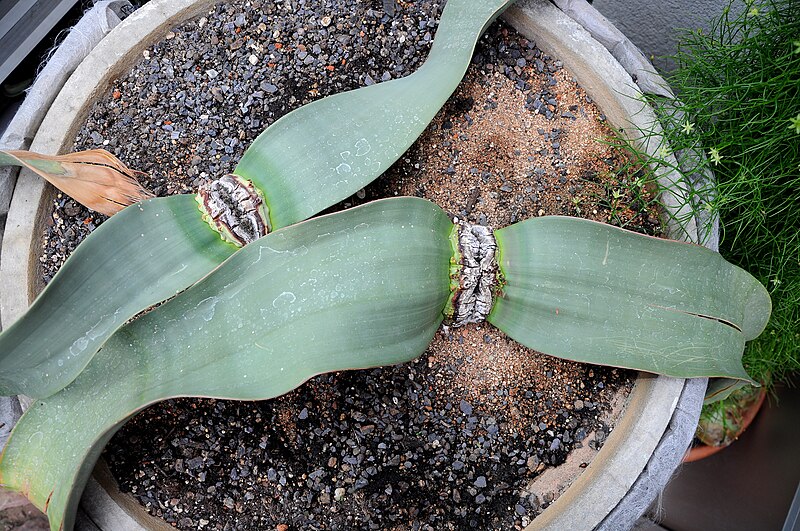 File:Welwitschia mirabilis 003.jpg