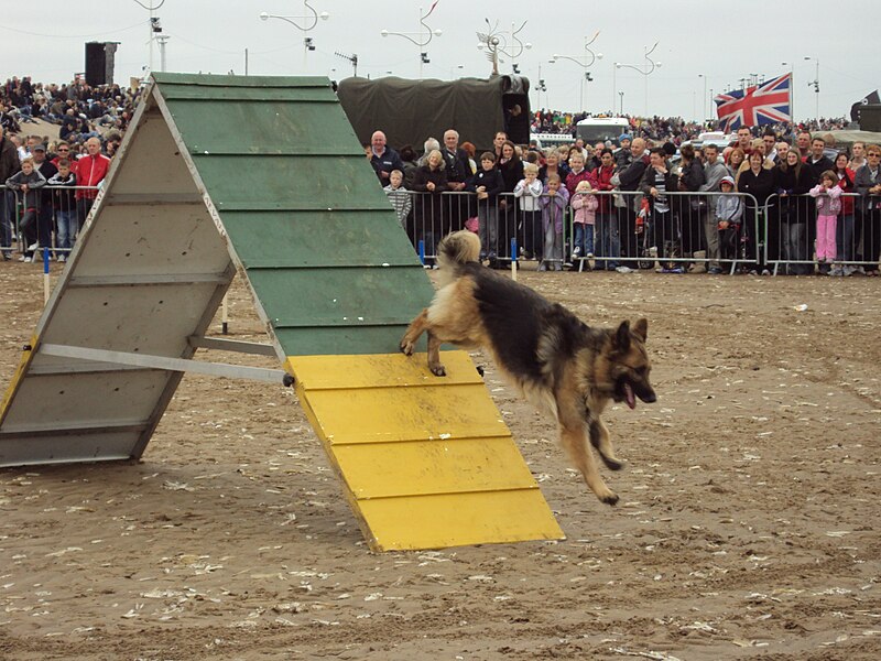 File:West Lancs dog display team, Southport 5.JPG