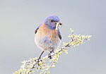 Thumbnail for File:Western Bluebird 6585m.jpg