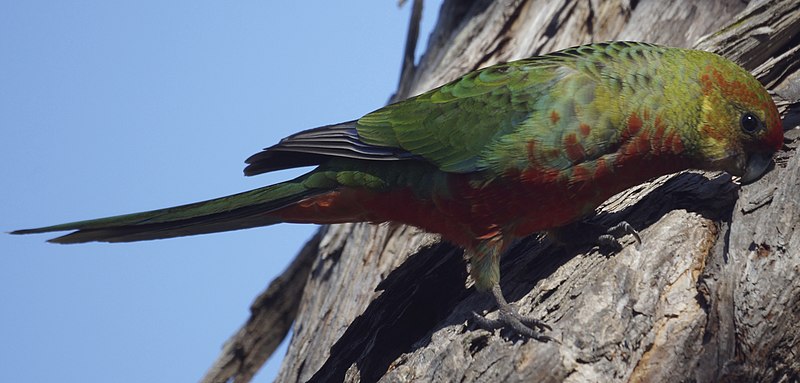 File:Western Rosella female (crop).jpg