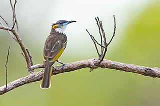 <span class="mw-page-title-main">White-streaked honeyeater</span> Species of bird