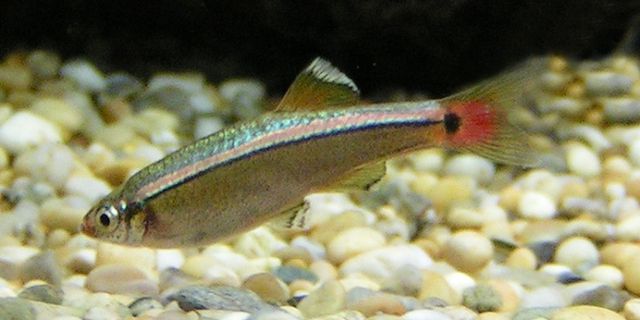 White Cloud Mountain minnow - Wikipedia