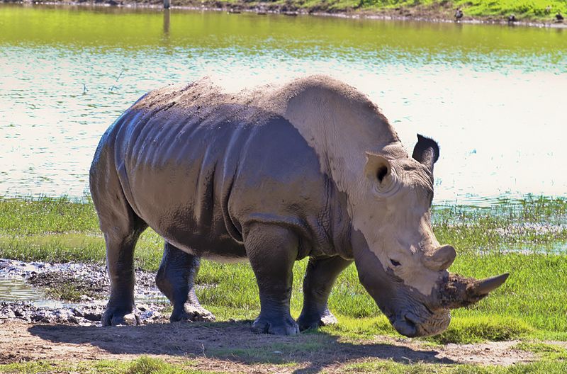 File:White Rhinoceroses.jpg