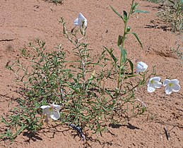 White flower in Petrified Dunes area